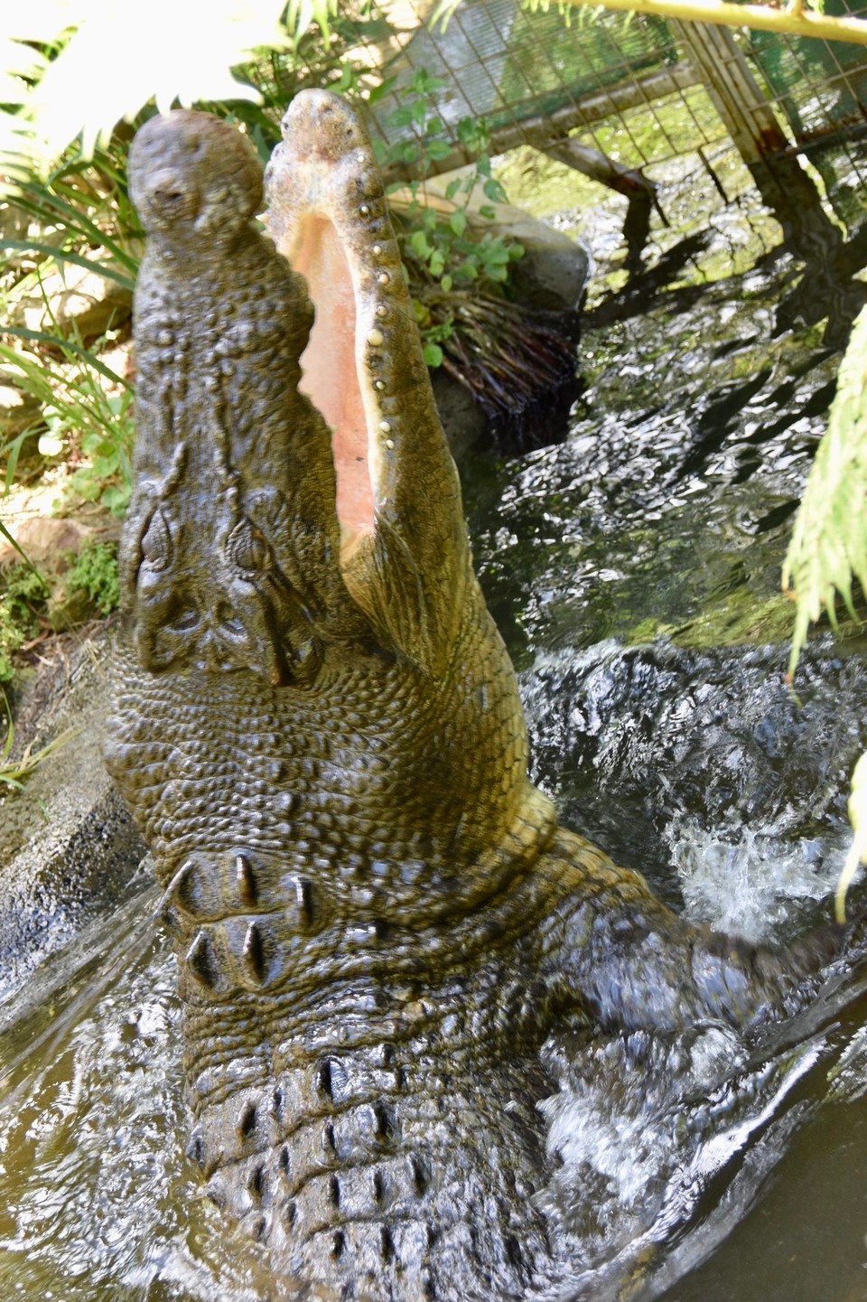 Australien - Kuranda - Nette Wasserbewohner.