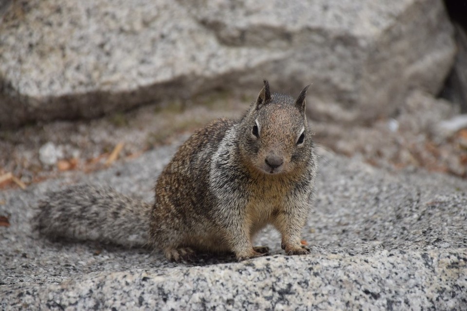 USA - Yosemite-Nationalpark - 
