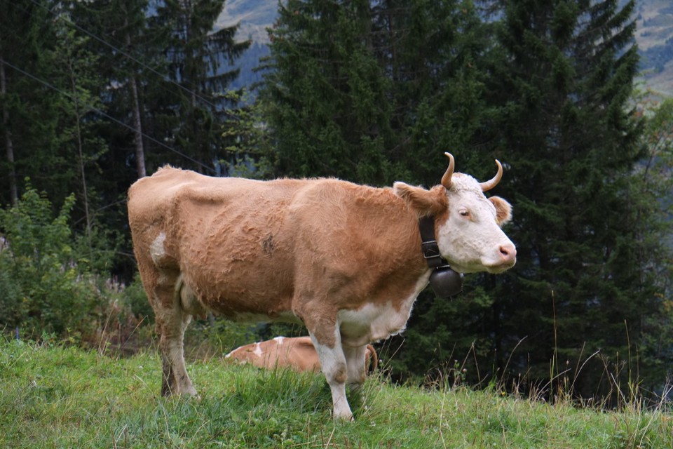 Schweiz - Wengen - 