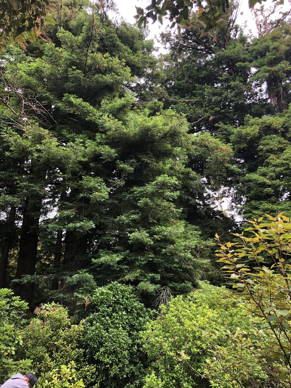 Neuseeland - Bay View - Riesige Redwoods 