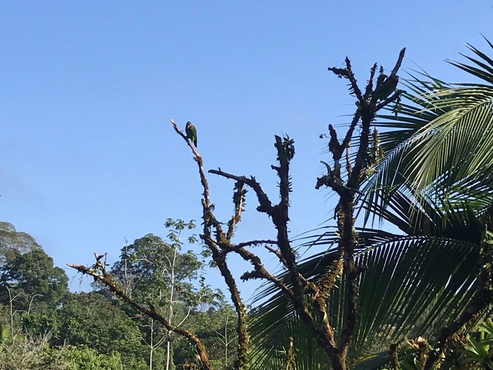 Costa Rica - San Carlos - 