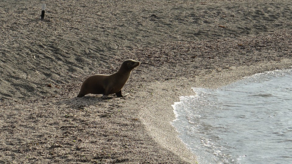 Ecuador - Fernandina Island - Sea Lion