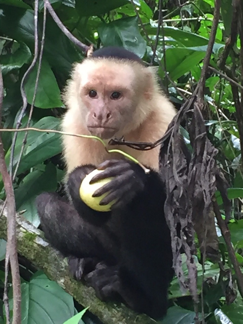 Costa Rica - Osa - 