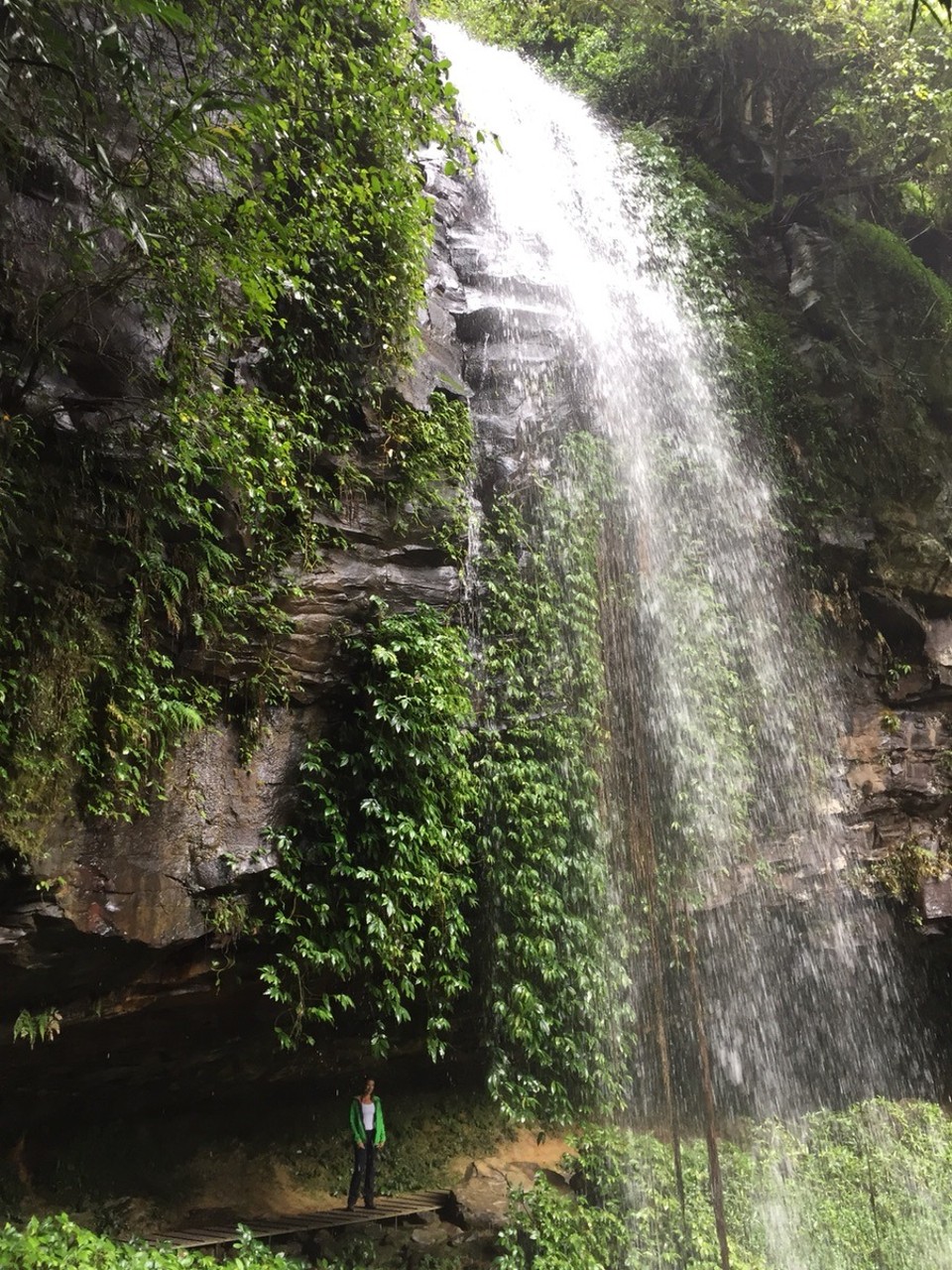  - Australia, Dorrigo Rainforest Centre - 