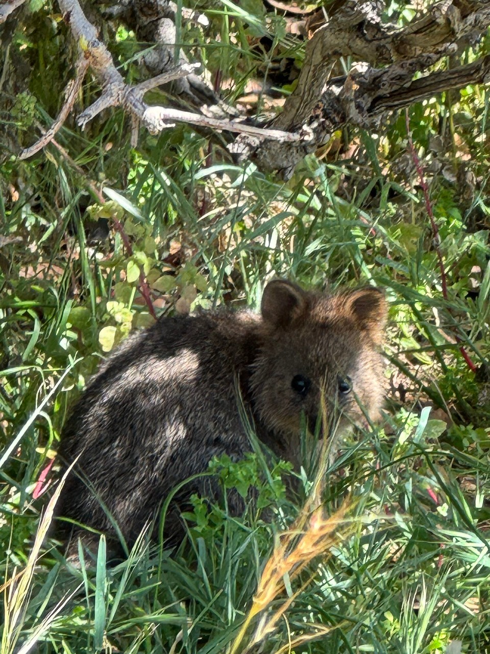 Australien - Rottnest - Soo zuckersüass.😍