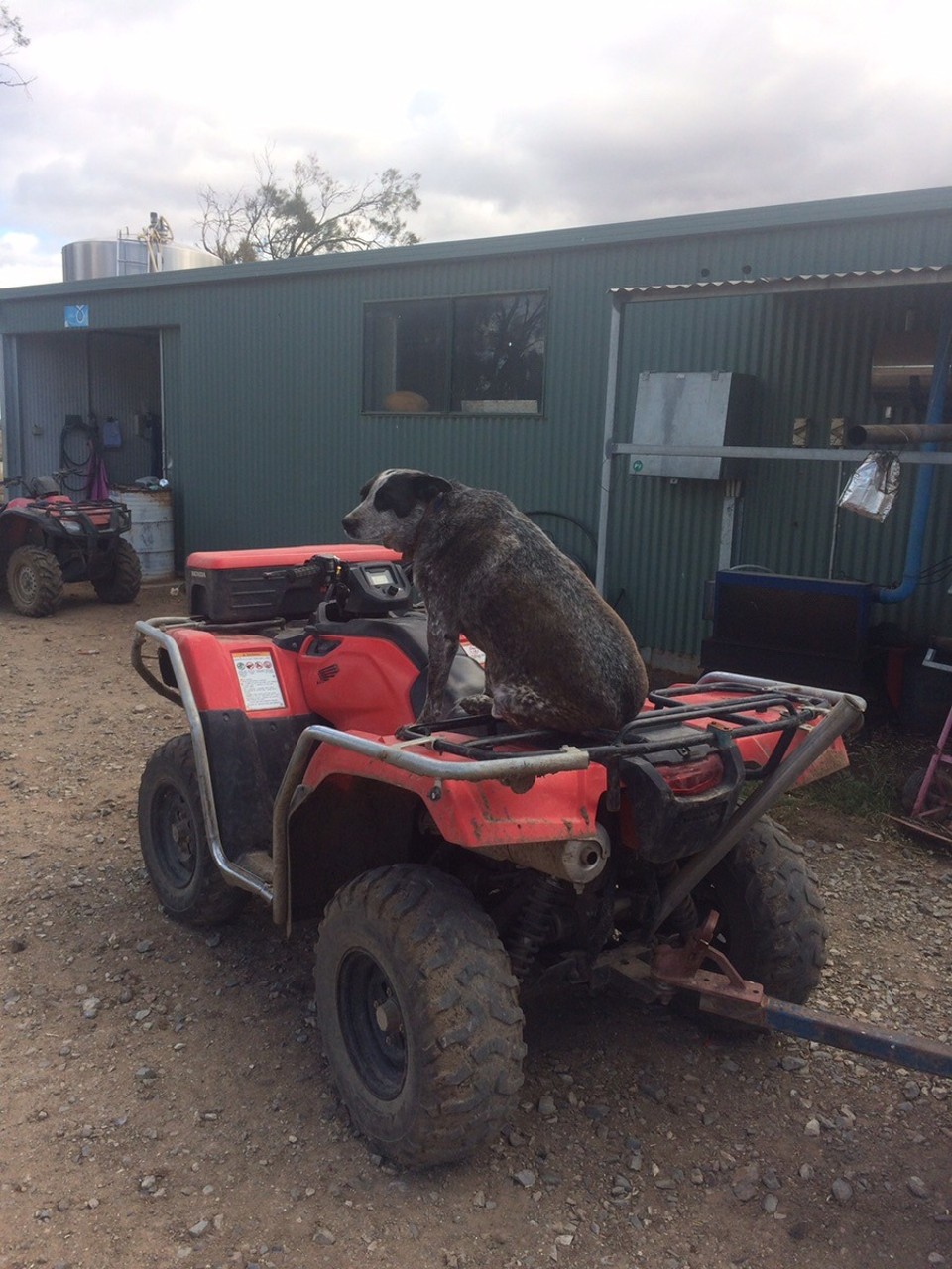  - Australia, Finley 2713 - “This is my best angle” - Gemma the farm dog. 