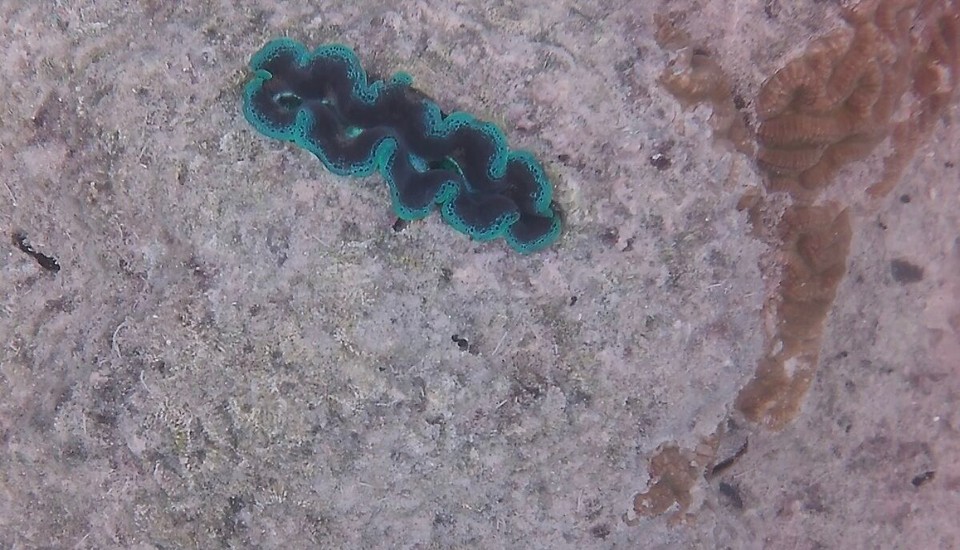 Australien - Cape Conway - 