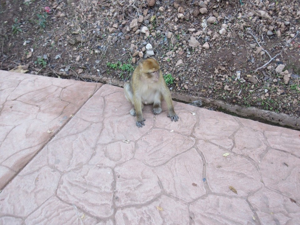 Morocco - Marrakech - 