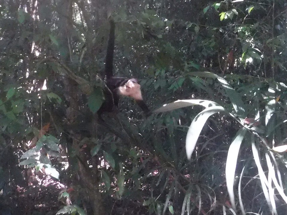 Costa Rica - Parrita - 