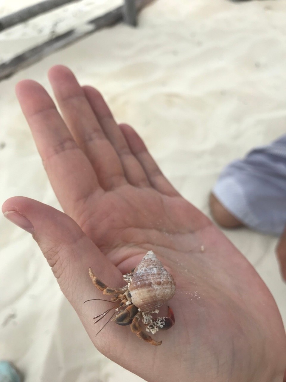 Kuba -  - 🦀😍