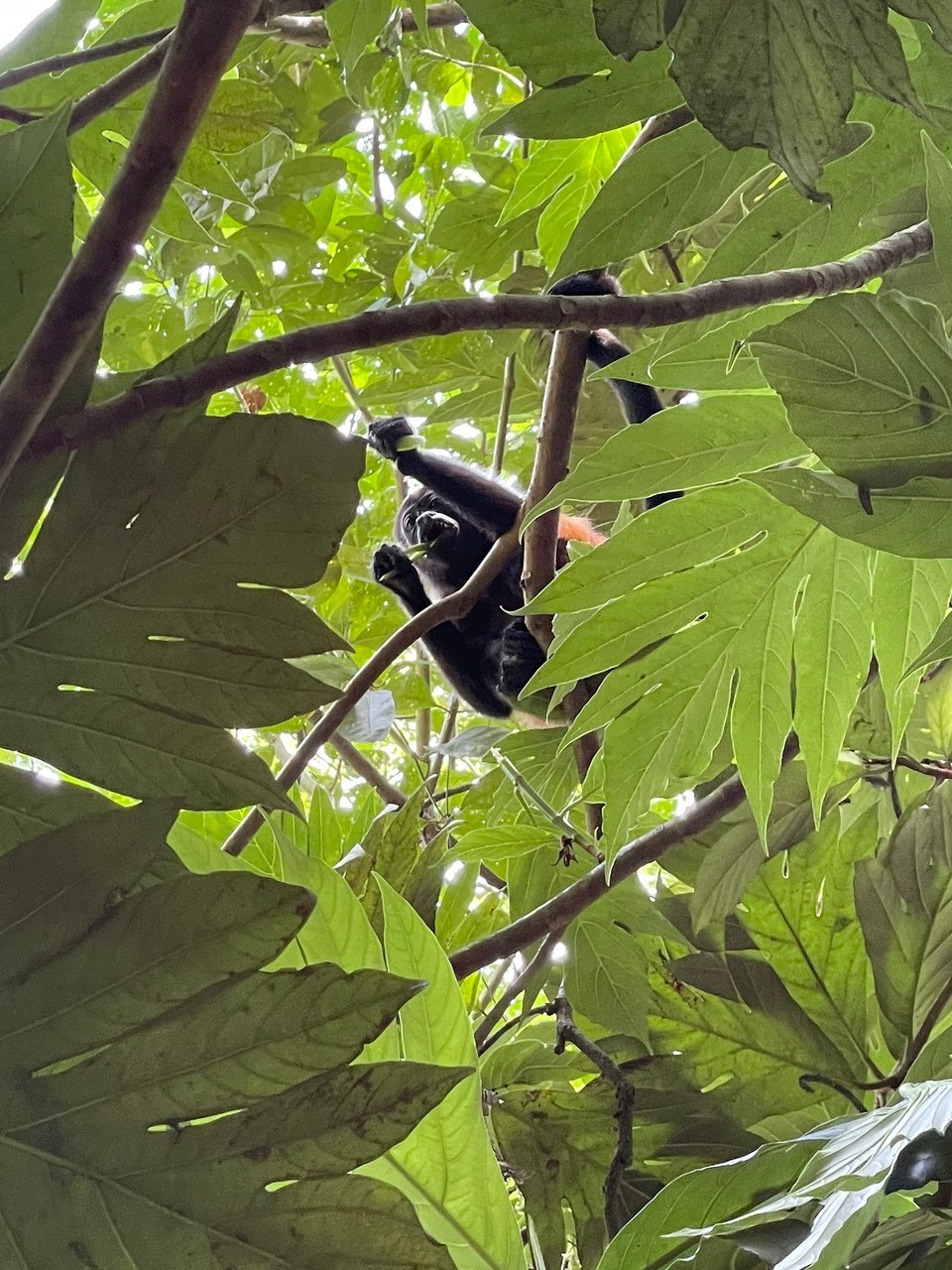 Costa Rica - Talamanca - 🐒