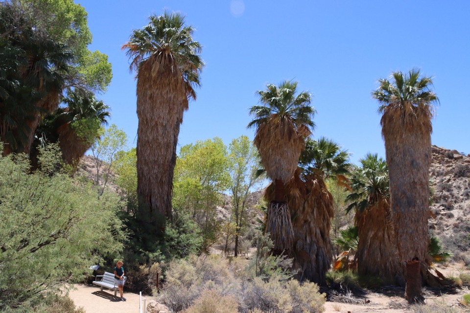 USA - Tucson - Joshua Tree NP