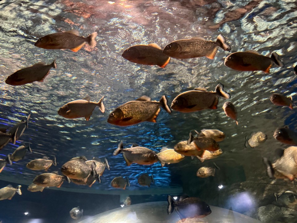 Brasilien - Rio de Janeiro - Leider kein Strandwetter, also ab ins Aquarium. Piranhas bei der Arbeit“.