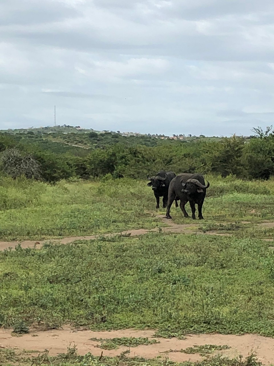 Südafrika - Durban - 
