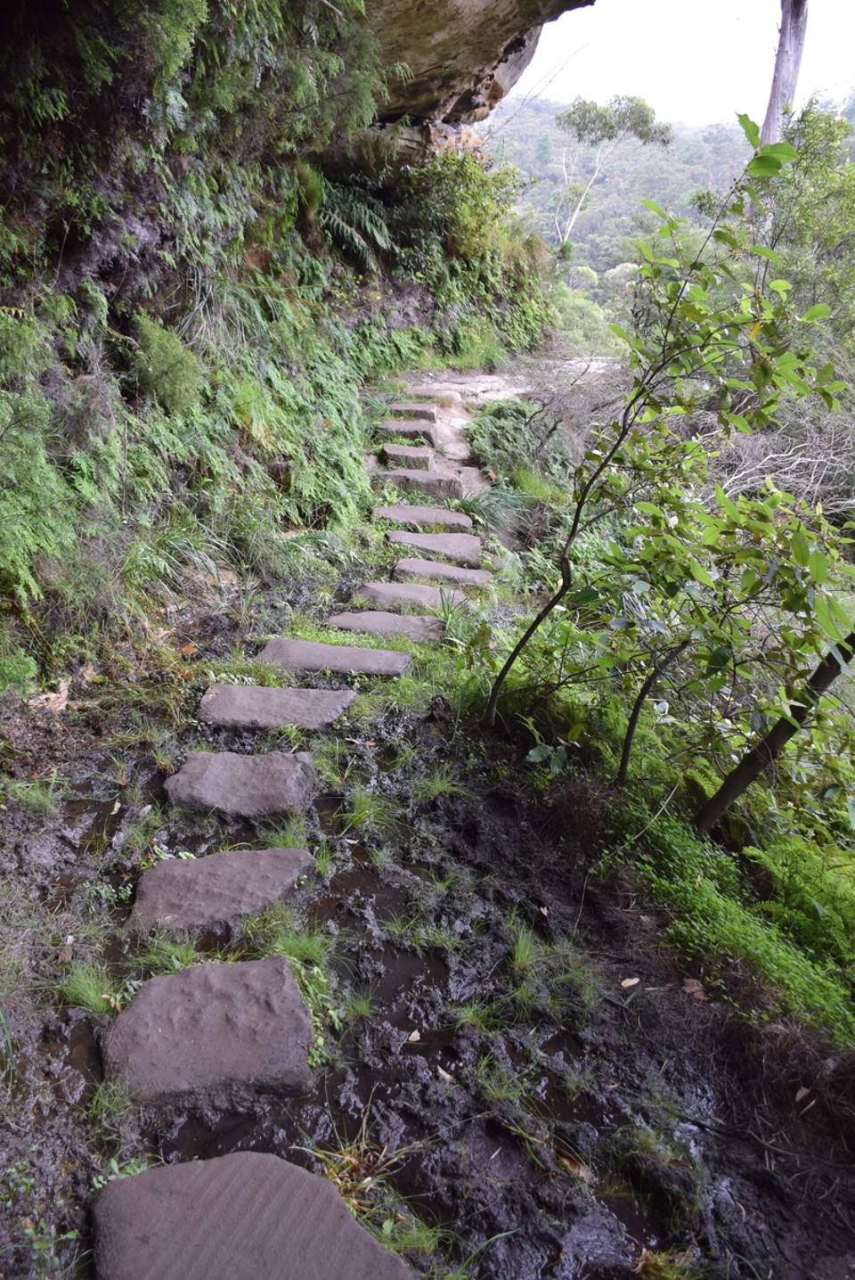 Australien - Wentworth Falls - 
