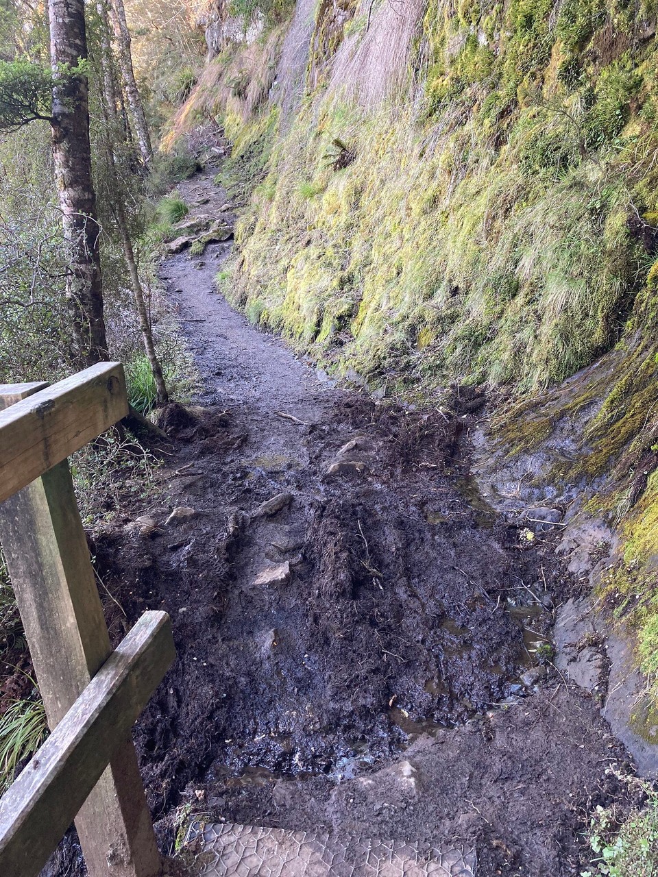 Neuseeland - Fiordland National Park - So ganz ohne Matsch geht es eben doch nicht 🤭
