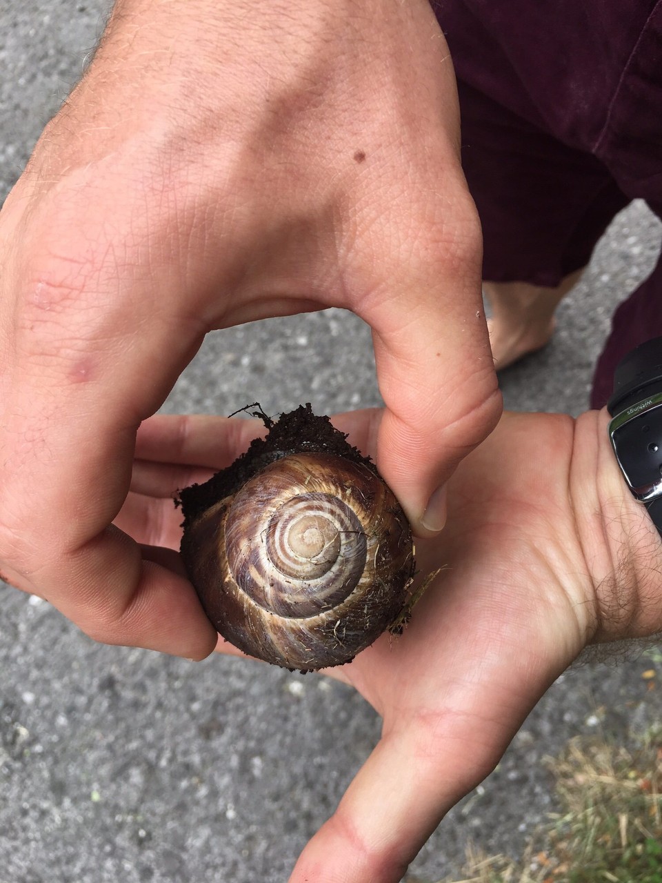 Montenegro - Virpazar - Riesen Schnecke 🐌 