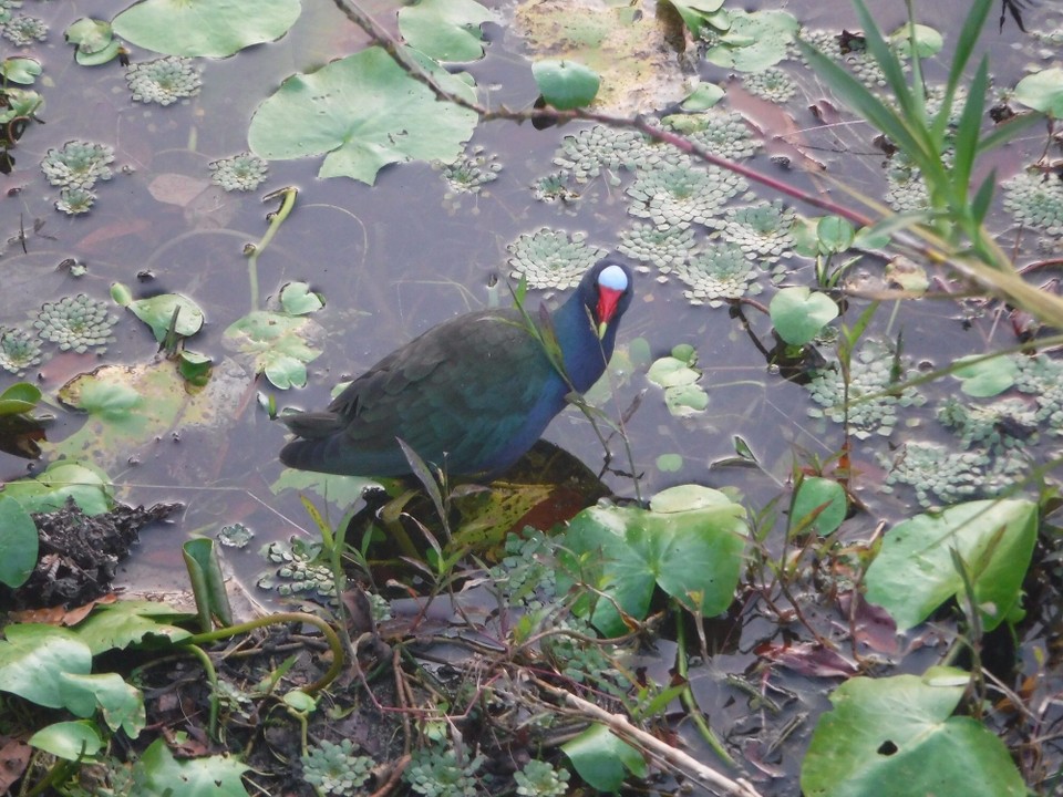 Costa Rica - San Carlos - 