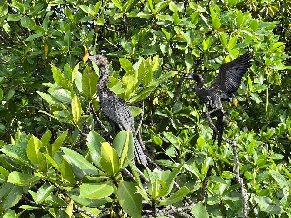 Sri Lanka -  - 