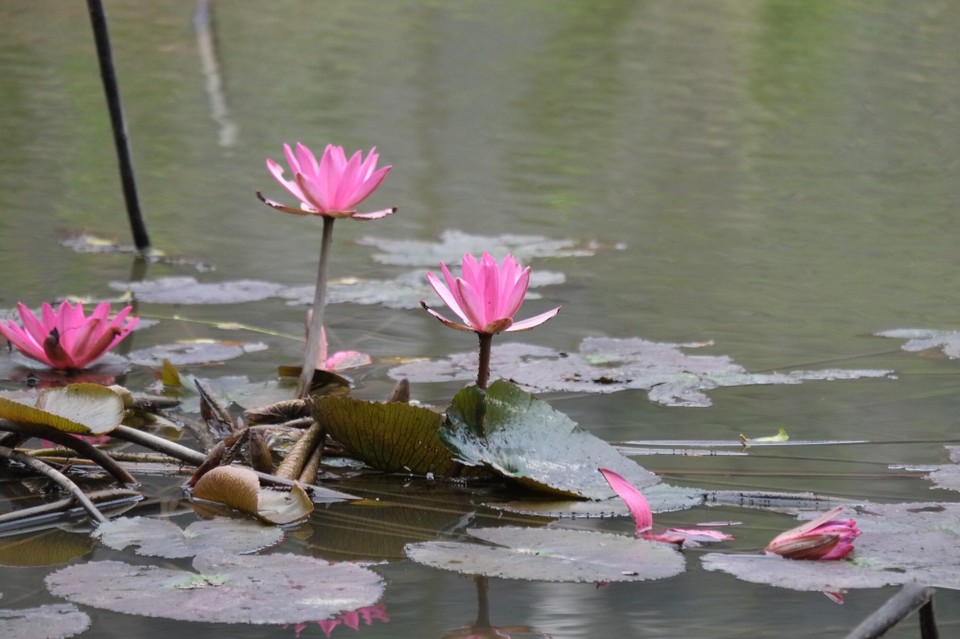 Vietnam - H. Hoa Lư - Lotus ... im Laufe des Morgens schließt sich die Blüte. 