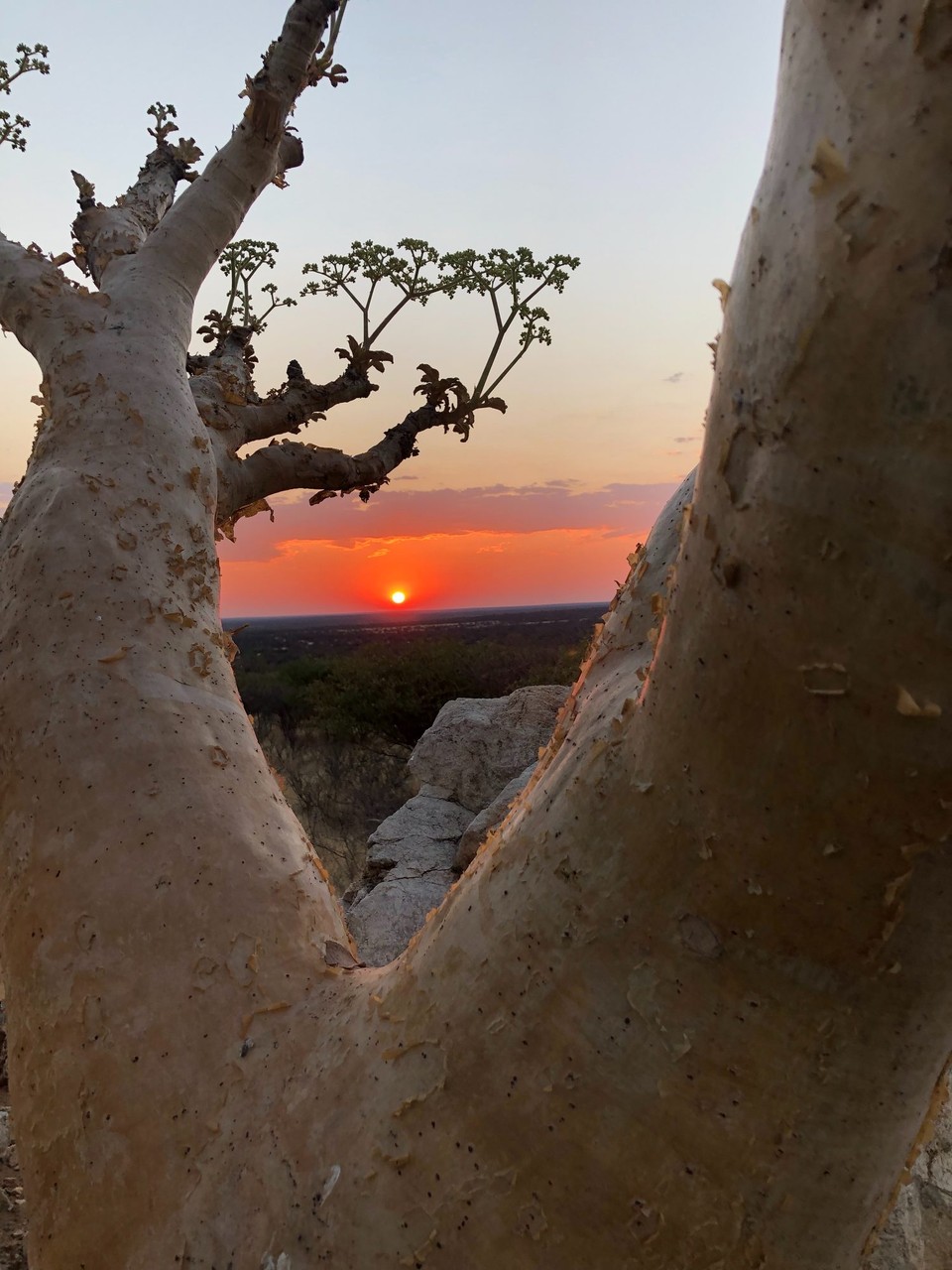 Namibia - Otjiwarongo - 