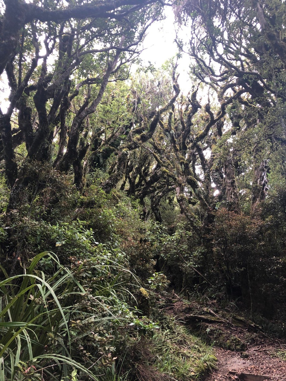 Neuseeland - Taranaki - 