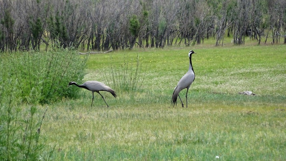 Mongolia - Kharkhorin - Damosel cranes