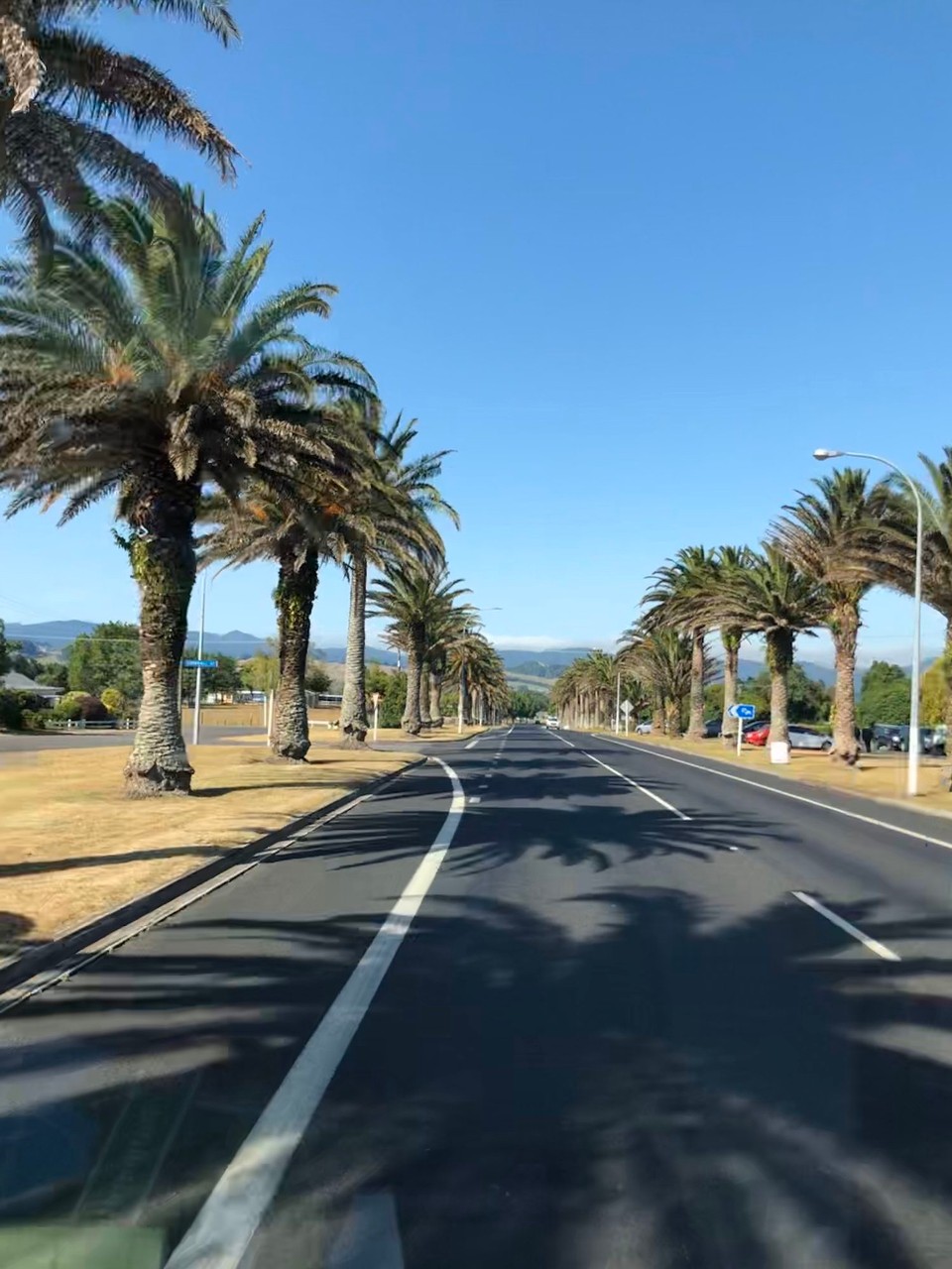 Neuseeland - Red Beach - Palmenallee am nördlichen Ausgang von Waihi