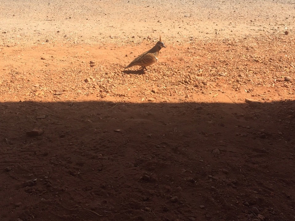  - Australia, West MacDonnell National Park, Ormiston Gorge - Vajon ez is egy lugasépítő?