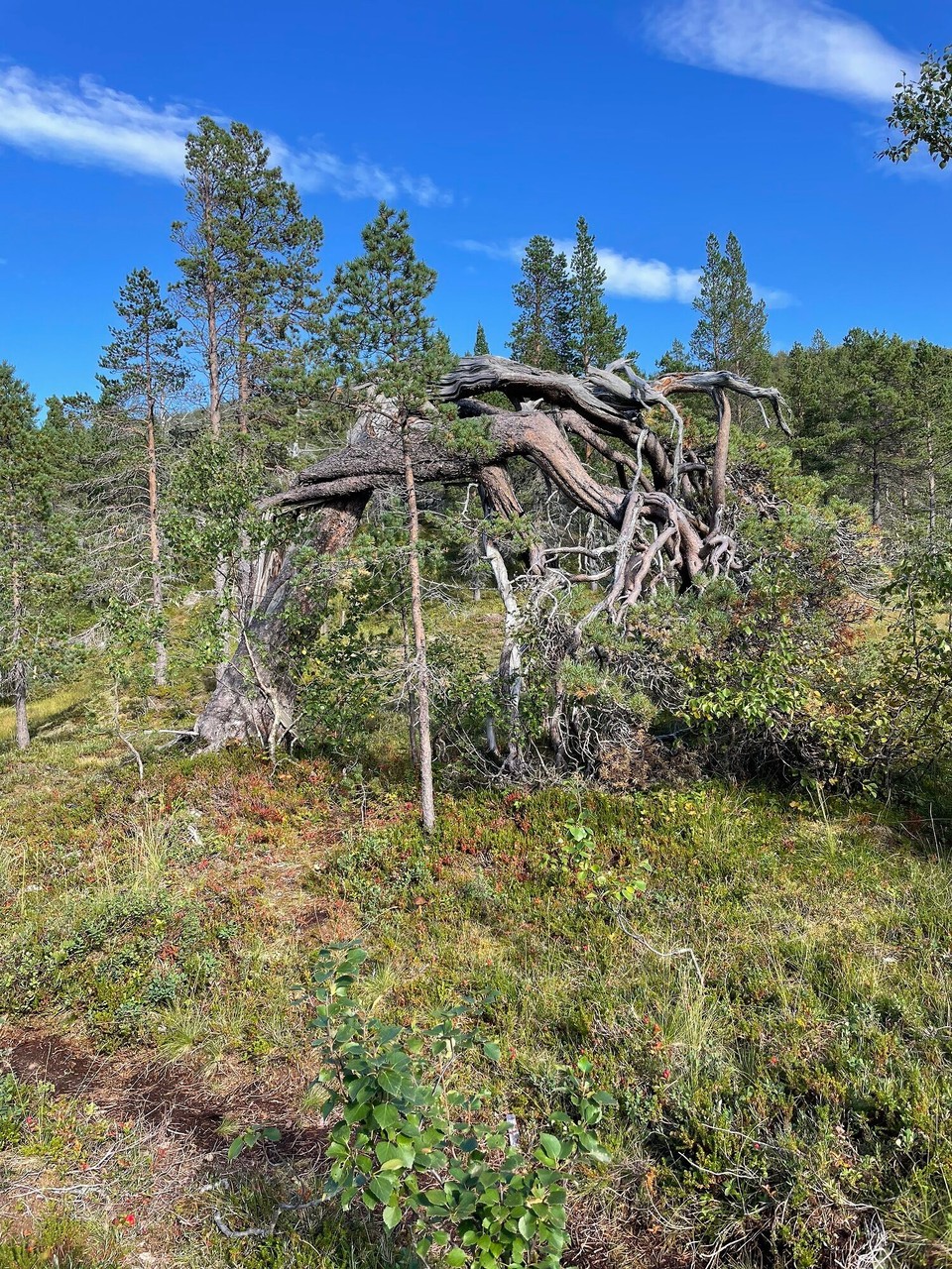 Norwegen - Skaland - 