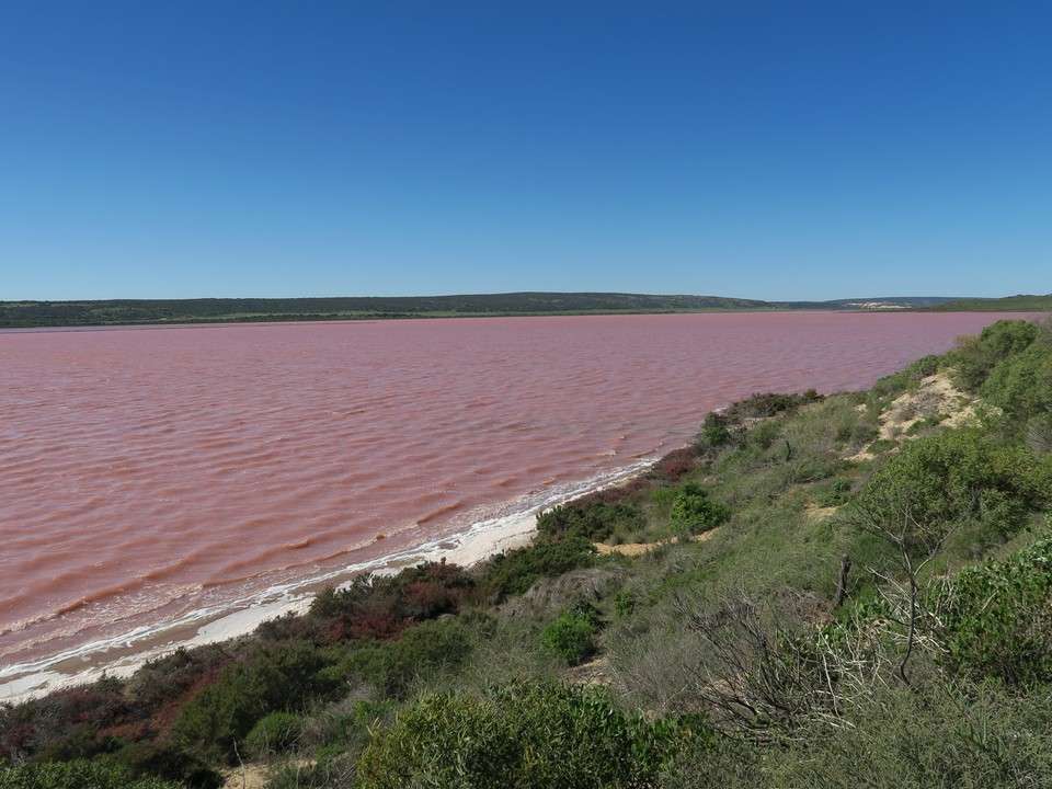 Australia - Geraldton - Pink lake a Port Grégory...eau salée rose plein de bacteries, incroyable !