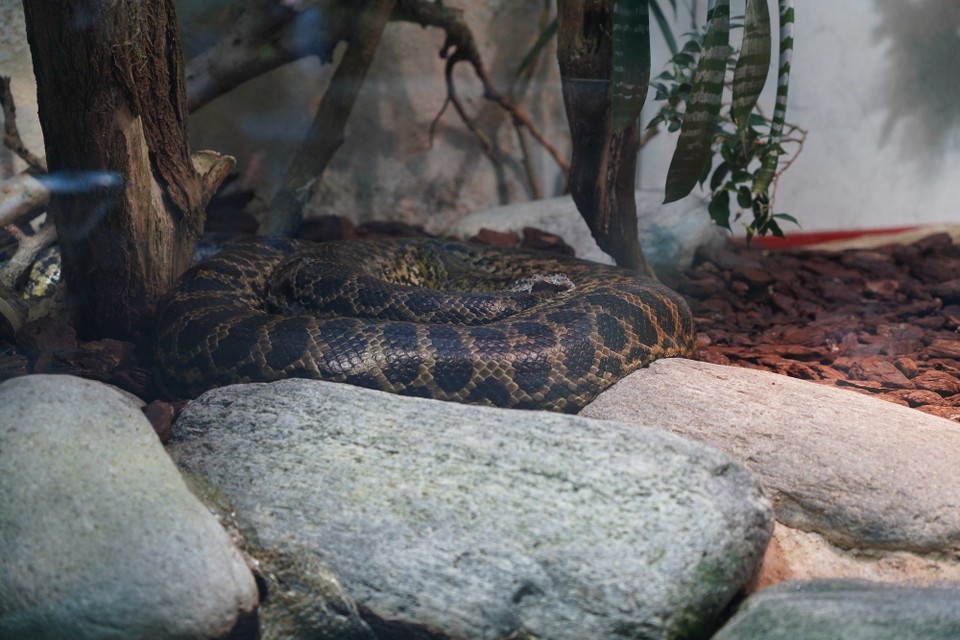 Schweiz - Zürich - Ist es die Netzpython aus dem indisch und südasiatischen indonesischen Raum oder die Afrikanische Eierschlange verbreitet in ganz Ost und Süd Afrika, beide nicht giftig, beiden will ich nicht unbedingt in freier Wildbahn begegnen