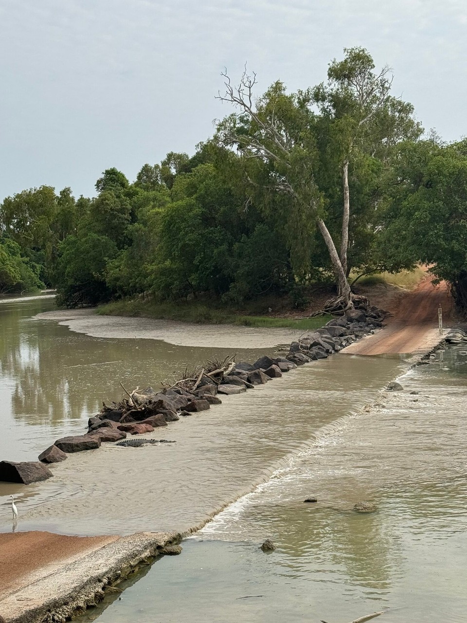 Australien - Kakadu - Vorzua chunt widr as Kroki und loht sich über d Stross triba.