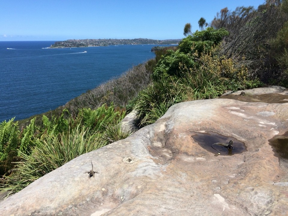 Australien - Sydney - Küste bei Manly - mit badenden Seadragon