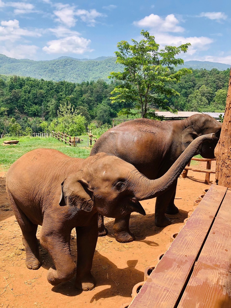 Thailand - Chiang Mai - 