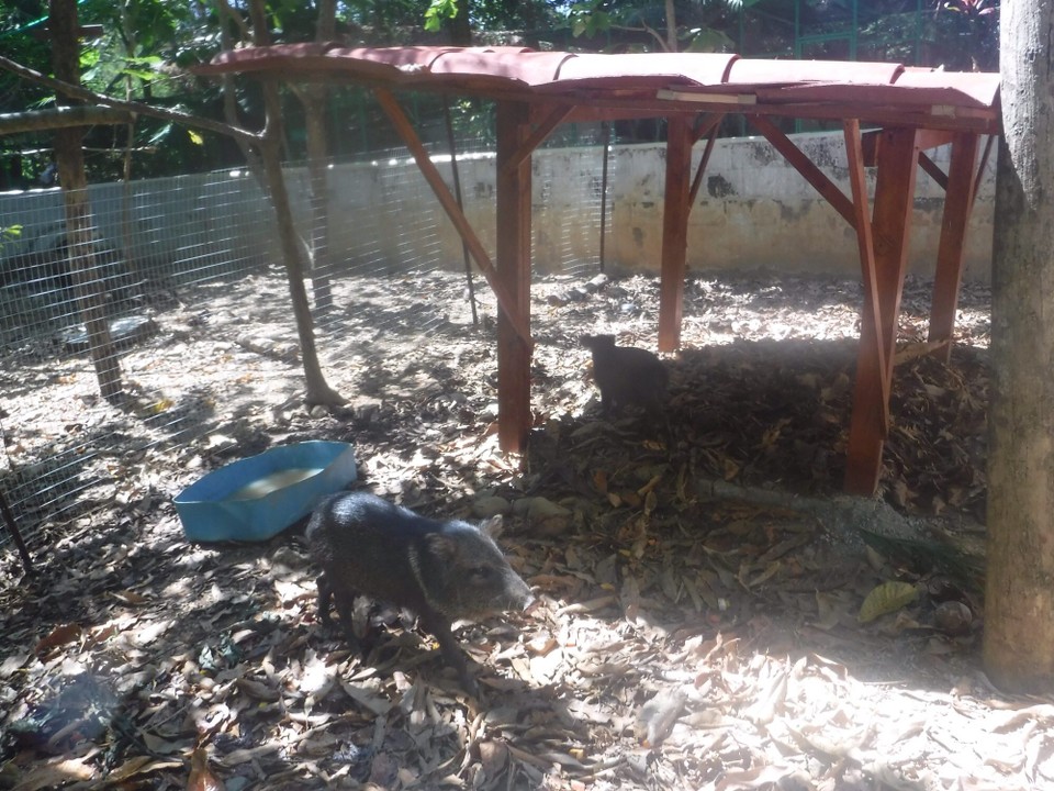 Costa Rica - Perez Zeledon - 