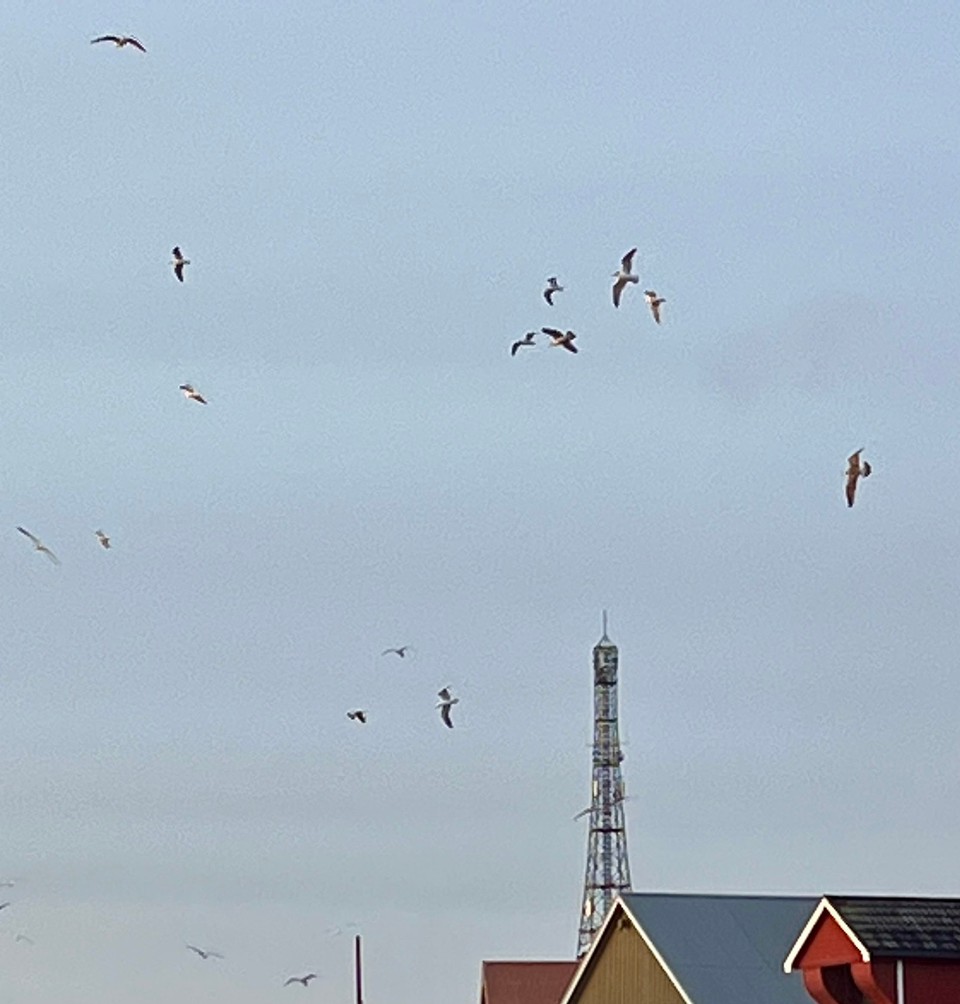 Norwegen - Bodø - Die Wettervorhersage ist für heute und die nächsten Tage nicht mehr so gut. Der Wind ist heute morgen merklich stärker. Die Vögel kümmert‘s nicht. Sie surfen im und mit dem Wind. 