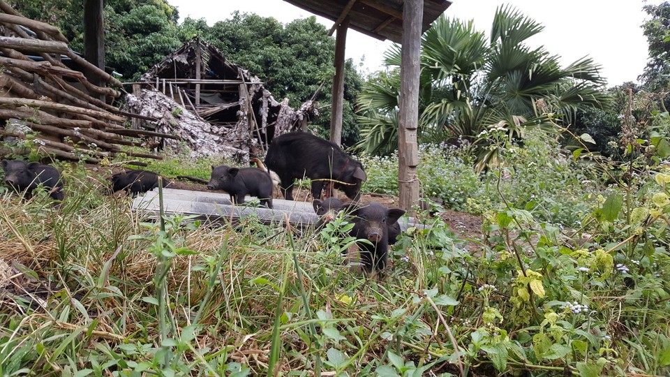 Thailand - Ban Luang - 