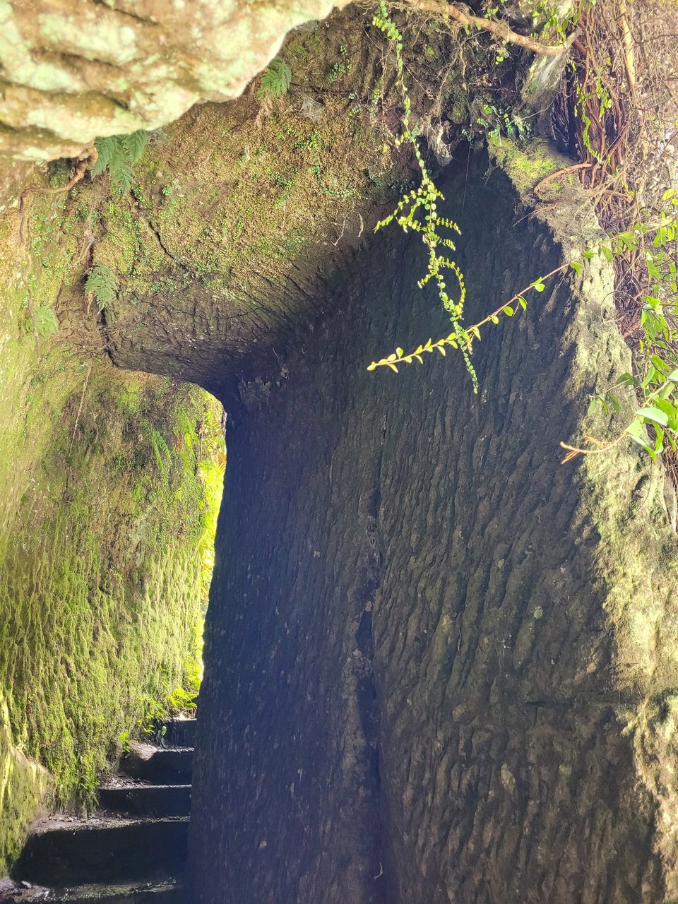 Neuseeland - Rotorua - 