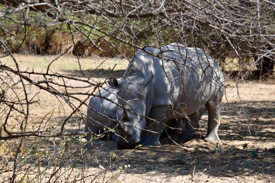 Botsuana -  - Das wichtigste Nashornschutzgebiet Botswanas ist das Khama Rhino Sanctuary, ein von der Gemeinde verwaltetes Schutzprojekt im zentralen Teil des Landes, das 1992 gegründet wurde, um die Nashornpopulationen zu schützen.