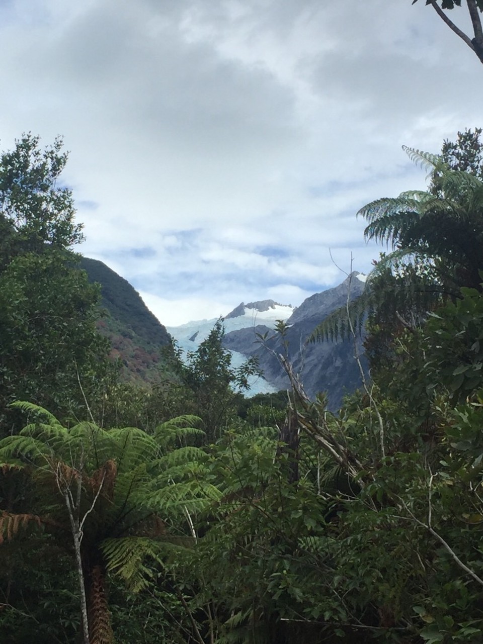 Neuseeland - Fox Glacier - 