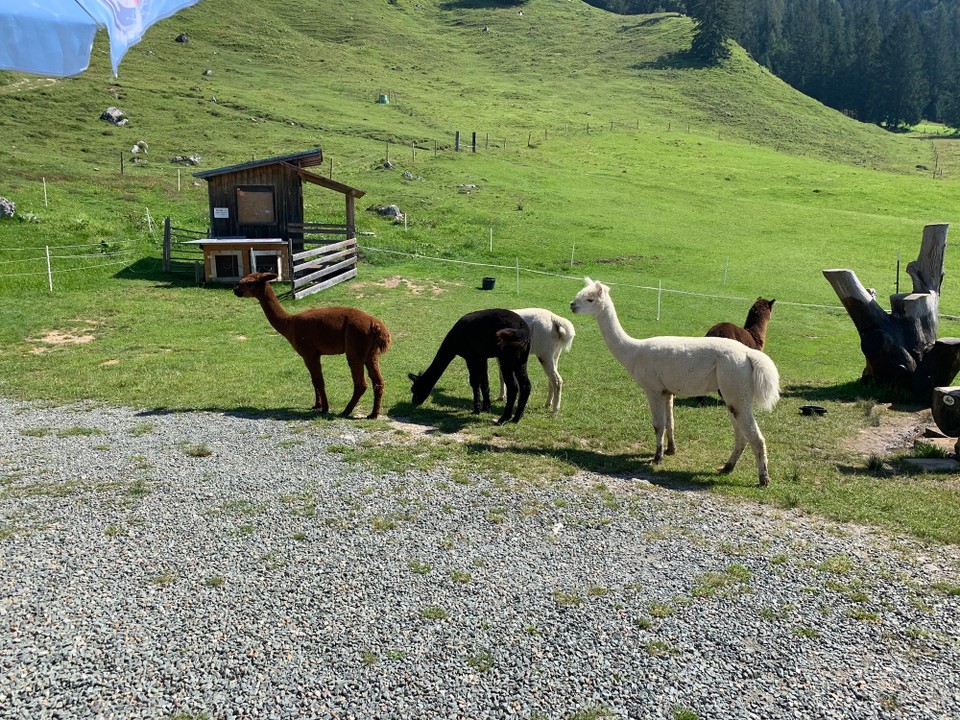 Österreich - Scheffau am Wilden Kaiser - 