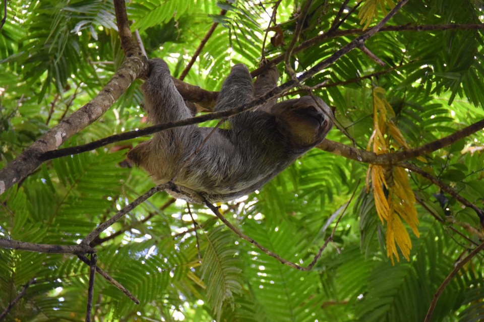 Costa Rica - Tilarán - 
