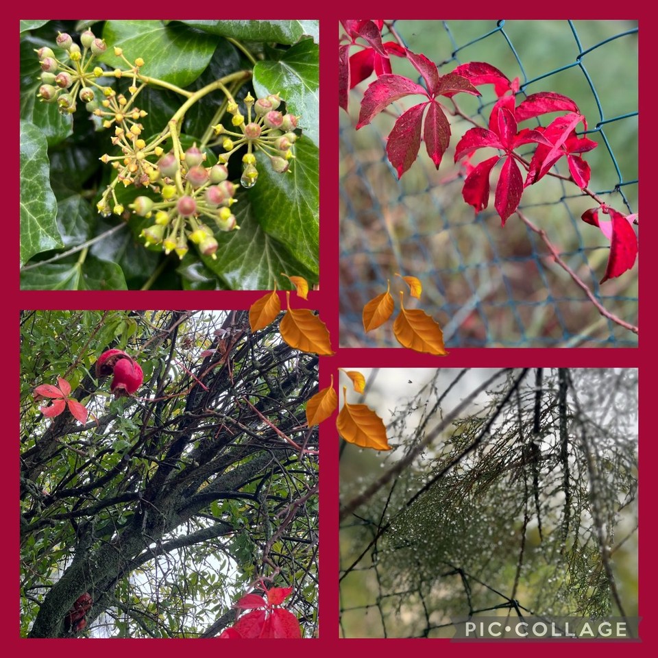 Italien - Venedig - Hier kommt tatsächlich der Herbst so richtig zum Vorschein und einen Kolibri sehen wir auch. Ziemlich klein und hektisch an den noch vorhandenen Blüten unterwegs. 