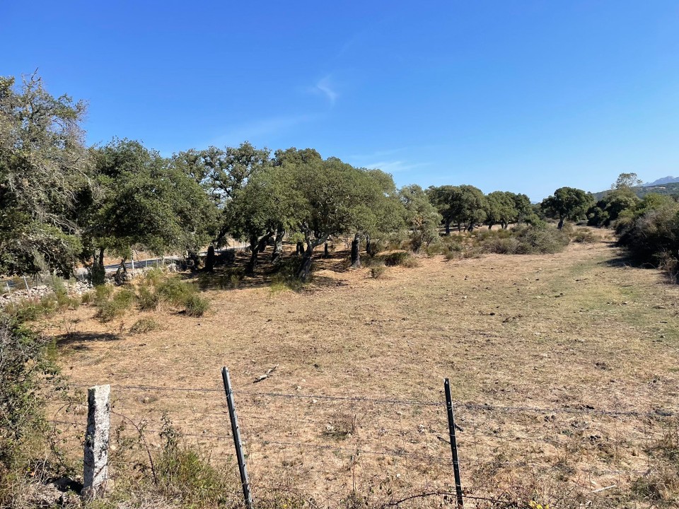 Italien - Olbia - Korkeichen