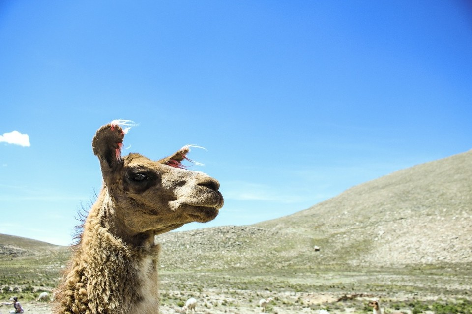 Peru - Chivay - 