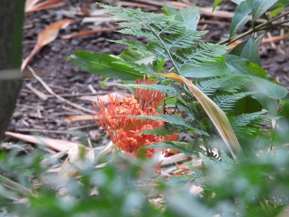 Madagaskar - unbekannt - 