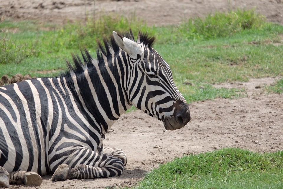  - Schutzgebiet Ngorongoro - 