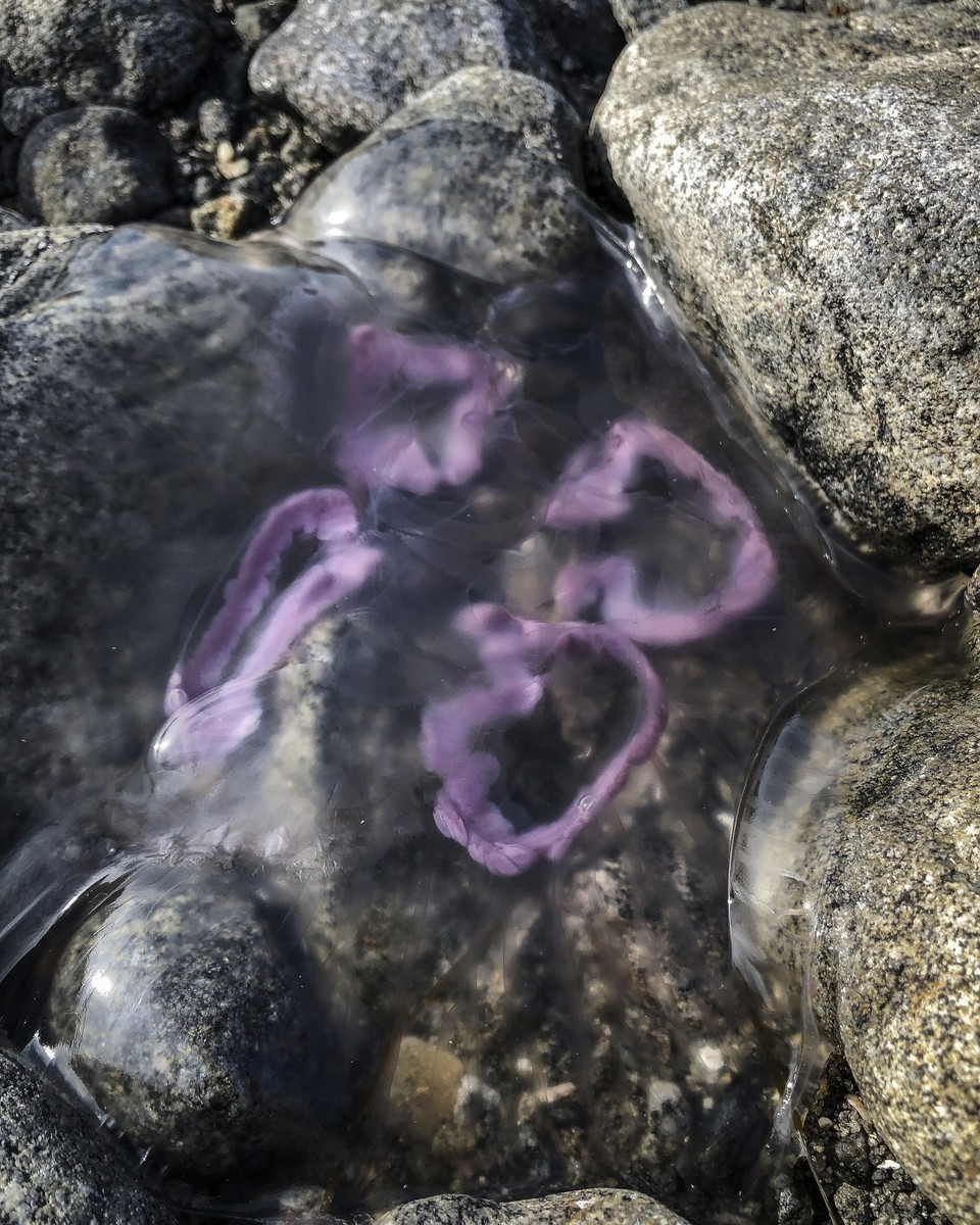 Norwegen - Gladstad - Sie überziehen wie Glas die Steine am Strand - Quallen, die es bei Ebbe nicht zurück ins Meer geschaft haben.