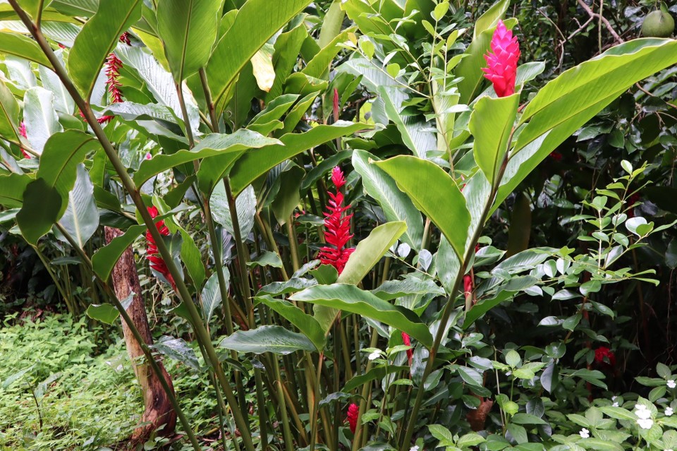 Réunion -  - 
